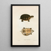 Pennsylvania Mud Turtle Painting - John Edwards Holbrook — framed artwork on a wall