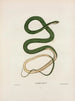 Leptophis summer - John Edwards Holbrook — artwork view