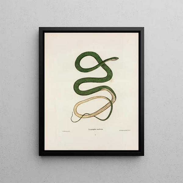 Leptophis summer - John Edwards Holbrook — framed artwork on a wall