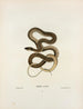 Leptophis sauritus - John Edwards Holbrook — artwork view