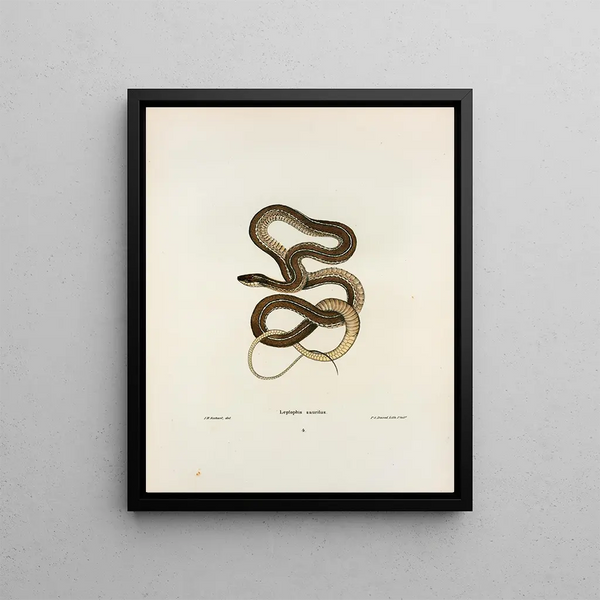 Leptophis sauritus - John Edwards Holbrook — framed artwork on a wall