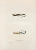 Lygosoma lateralis - John Edwards Holbrook — artwork view
