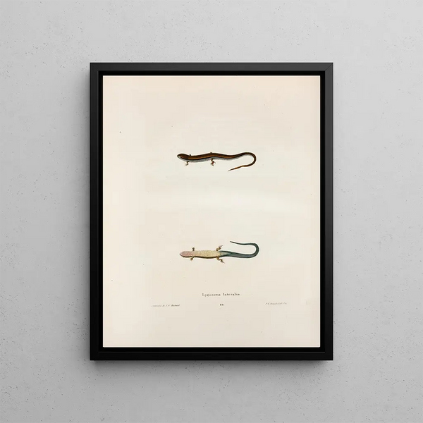 Lygosoma lateralis - John Edwards Holbrook — framed artwork on a wall
