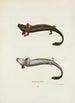 Menobranchus latéral - John Edwards Holbrook — artwork view