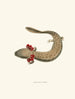 Menobranchus maculatus - John Edwards Holbrook — artwork view