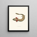 Menobranchus maculatus - John Edwards Holbrook — framed artwork on a wall