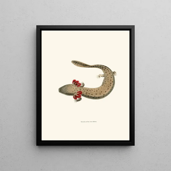 Menobranchus maculatus - John Edwards Holbrook — framed artwork on a wall