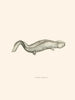 Menopoma Alleghanensis - John Edwards Holbrook — artwork view