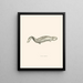 Menopoma Alleghanensis - John Edwards Holbrook — framed artwork on a wall
