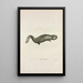 Menopome des Alleghanys - John Edwards Holbrook — framed artwork on a wall