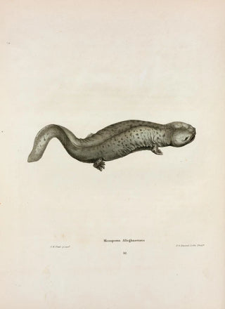 John Edwards Holbrook - Menopoma Alleghaniensis.webp