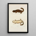 Menopome brun - John Edwards Holbrook — framed artwork on a wall