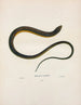 Ophisaurus ventralis - John Edwards Holbrook — artwork view