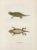 Phrynosoma douglassii - John Edwards Holbrook — artwork view