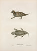 Phrynosome cornu - John Edwards Holbrook — artwork view