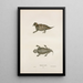Phrynosome cornu - John Edwards Holbrook — framed artwork on a wall