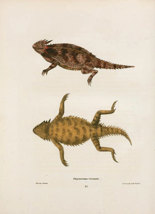 John Edwards Holbrook - Phrynosoma coronata.webp