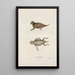 Phrynosome orbiculaire - John Edwards Holbrook — framed artwork on a wall