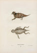 Phrynosome orbiculaire - John Edwards Holbrook — artwork view