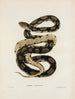 Pituophis melanoleucus - John Edwards Holbrook — artwork view