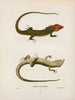 Plestiodon erythrocephalus - John Edwards Holbrook — artwork view