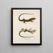 Plestiodon erythrocephalus - John Edwards Holbrook — framed artwork on a wall