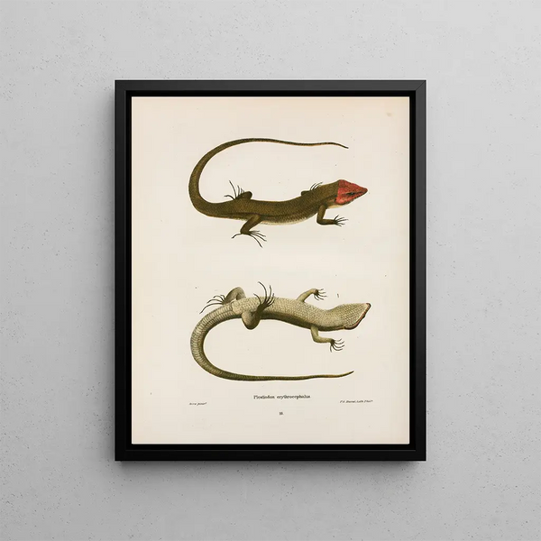 Plestiodon erythrocephalus - John Edwards Holbrook — framed artwork on a wall