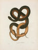 Psammophis flagelliformis - John Edwards Holbrook — artwork view