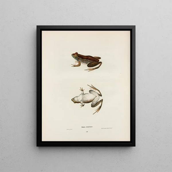 Frog Hurling - John Edwards Holbrook — framed artwork on a wall