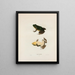 Rana fontinalis - John Edwards Holbrook — framed artwork on a wall