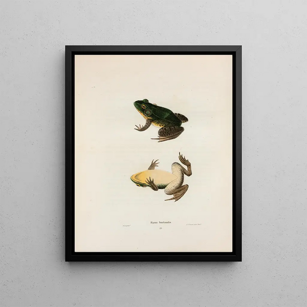 Rana fontinalis - John Edwards Holbrook — framed artwork on a wall