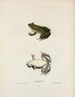 The Sun Is My Life - John Edwards Holbrook — artwork view