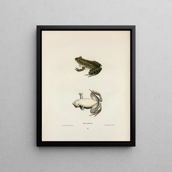 The Sun Is My Life - John Edwards Holbrook — framed artwork on a wall