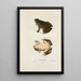 Frog of Horicon - John Edwards Holbrook — framed artwork on a wall