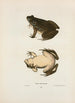 Frog of Horicon - John Edwards Holbrook — artwork view