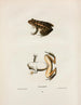Rana palustris - John Edwards Holbrook — artwork view