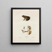 Rana palustris - John Edwards Holbrook — framed artwork on a wall