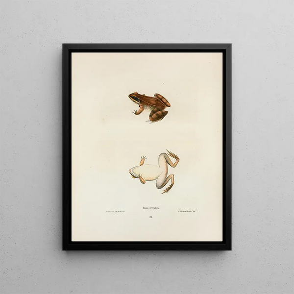 Rana sylvatica - John Edwards Holbrook — framed artwork on a wall