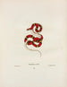 Rhinostoma coccinea - John Edwards Holbrook — artwork view