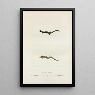 John Edwards Holbrook - Salamandra Haldemani.webp