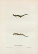 Salamander by Haldeman - John Edwards Holbrook — artwork view