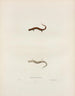Salamandre érythronota - John Edwards Holbrook — artwork view