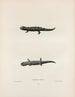 Salamander with Stripes - John Edwards Holbrook — artwork view