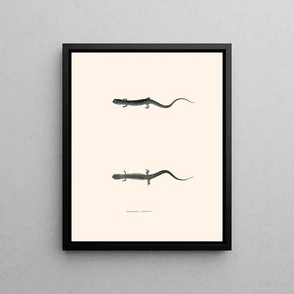 Salamander Glutinous - John Edwards Holbrook — framed artwork on a wall