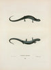 Salamandre granuleuse - John Edwards Holbrook — artwork view
