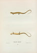 Salamander Longicaudate - John Edwards Holbrook — artwork view