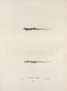 Salamandre à quatre doigts - John Edwards Holbrook — artwork view