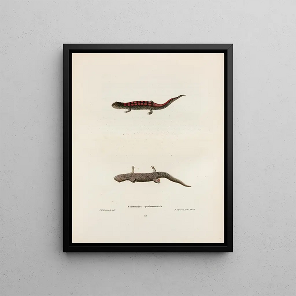 Salamandra quadrimaculata - John Edwards Holbrook — framed artwork on a wall