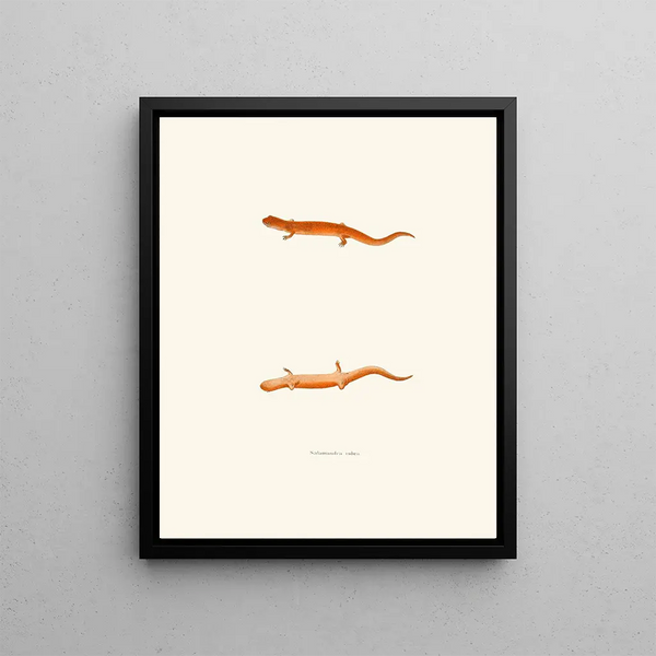 Salamandre rouge - John Edwards Holbrook — framed artwork on a wall