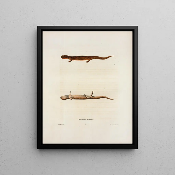 Salmon Salamander - John Edwards Holbrook — framed artwork on a wall